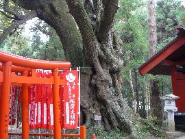 大杉神社：大木が生い茂る境内の社叢