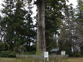 弘経寺境内に生える杉の大木