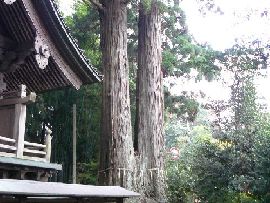 羽梨山神社本殿背後に生える大杉