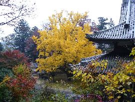 西念寺の高台から見た稲田禅房のお葉つきイチョウ