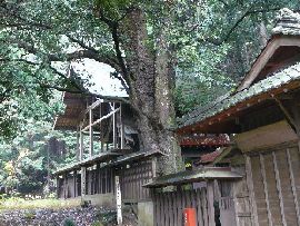 大渕天神社：天然記念物に指定されているツクバネガシ