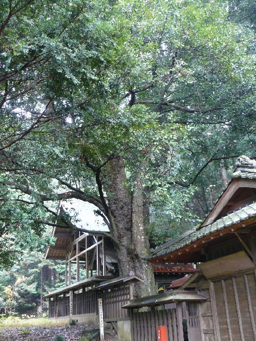 �}�Ԏs�E�基�V�_��