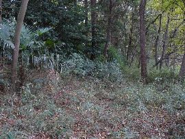 �É͌����فF�y��