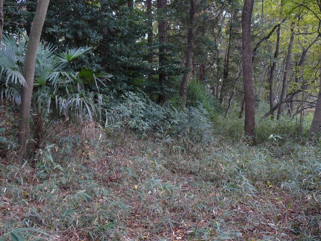 �É͌�����