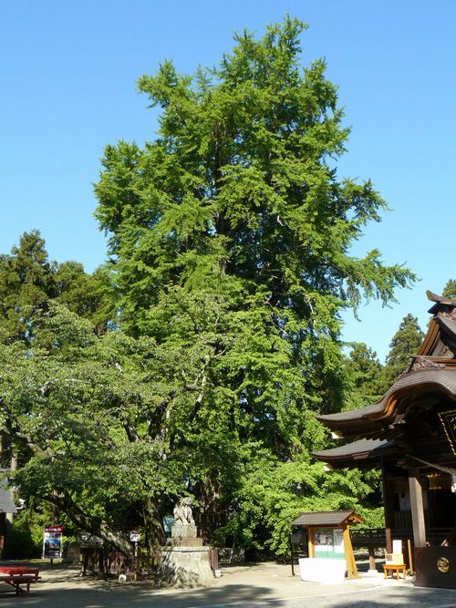 ���˔����{