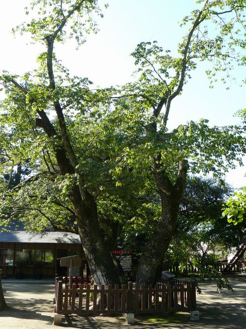 ���˔����{