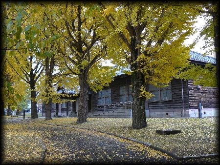 旧水戸農業高校：黄色に染まった銀杏の並木から垣間見える校舎