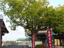 水戸東照宮の境内に生えるクスノキの大木
