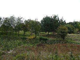 ��n��F�ȗ֐�