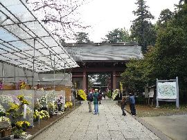 大宝八幡宮参道沿いには菊祭りの菊が飾られています