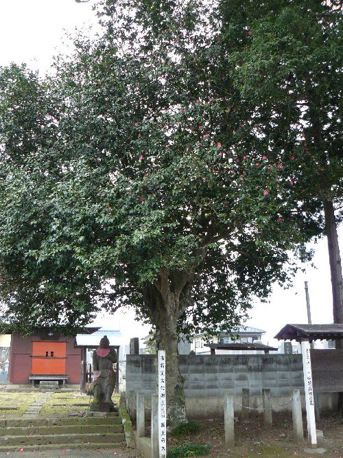 �㉤����t��