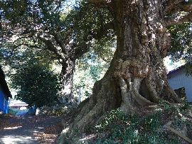 大御堂：境内に生えるスダジイの大木
