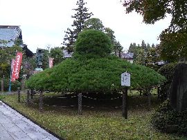 大聖寺境内にある土浦市指定名木の笠松 
