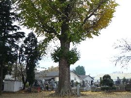 常福寺境内にあるイチョウの大木