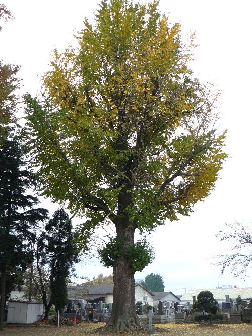 �y�Y�s�E�핟��