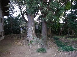 西根鹿島神社：御神木