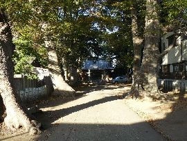 八坂神社参道と両側の大木