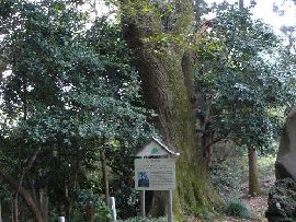 河童の碑：隣地にあるスダジイ（市民の木）