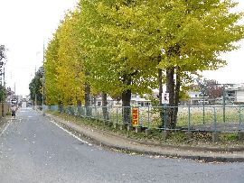 �����w���F�w�����̃C�`���E�̕��؂̗l�q