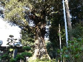 観音寺境内にあるスダジイの大木