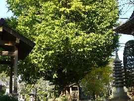 西蓮寺境内にあるイチョウの大木と石造多重塔