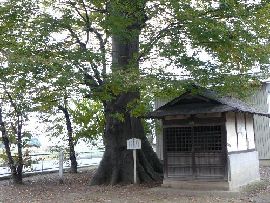 ��K�_�Ђ̋����ɂ���P���L�̑��